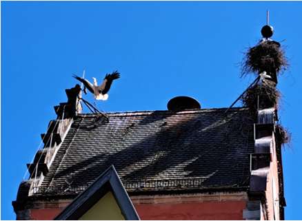 Störche in Dinkelsbühl