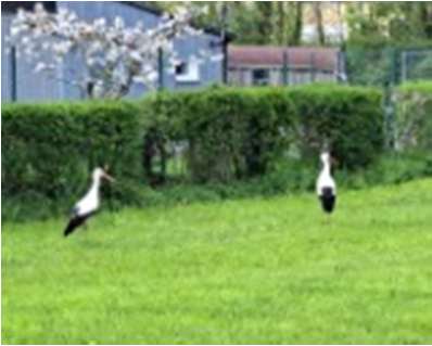 Störche in Dinkelsbühl